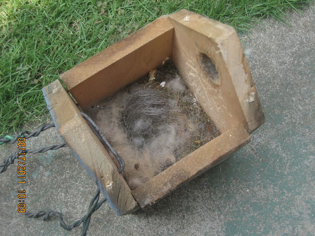 Shijyukara nest